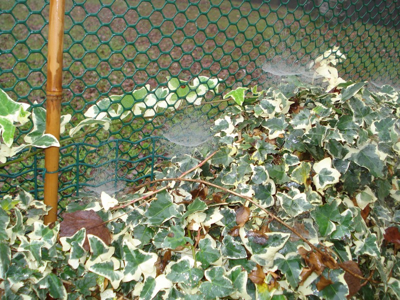 ciocche di ragnatele in giardino ID